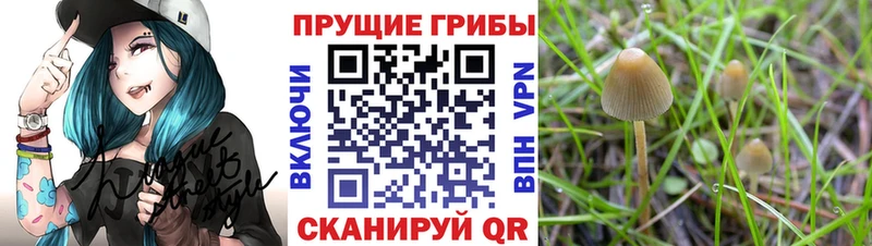 нарко площадка наркотические препараты  Маркс  Псилоцибиновые грибы MAGIC MUSHROOMS 